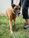 Tiago - Located in GA - Photo 4