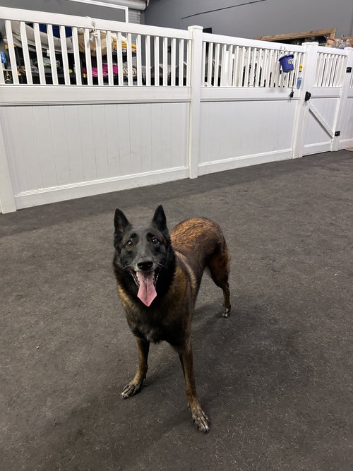 CALUSA - LOCATED IN FLORIDA - Belgian Shepherd Malinois available for adoption
