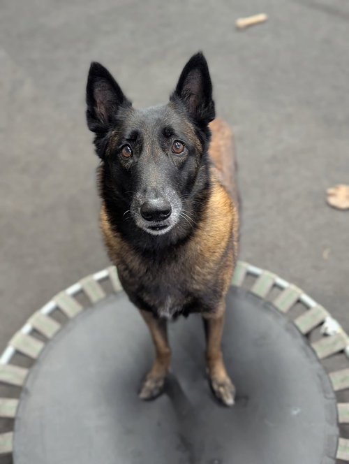 CALUSA - LOCATED IN FLORIDA - Belgian Shepherd Malinois available for adoption