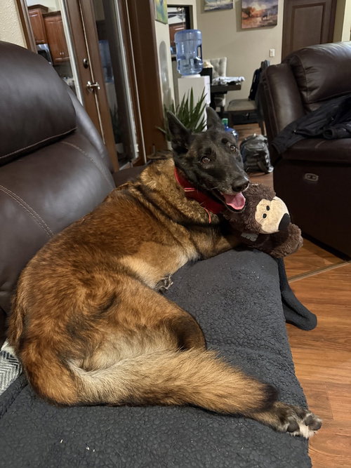 CALUSA - LOCATED IN FLORIDA - Belgian Shepherd Malinois available for adoption