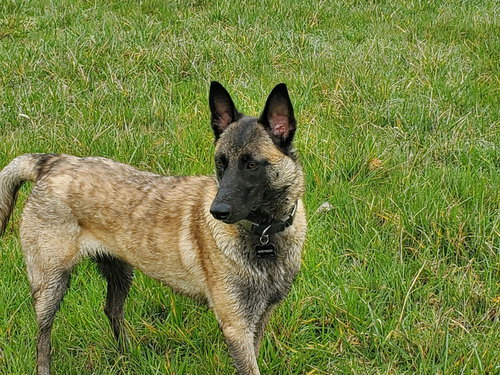 MINKA - LOCATED IN OR - Belgian Shepherd Malinois available for adoption