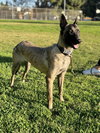 Minka - Located in OR - Photo 3
