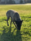 Minka - Located in OR - Photo 4