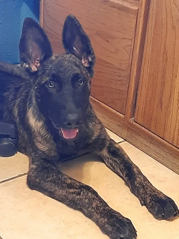 Sully Jr Located In Ar - Dutch Shepherd