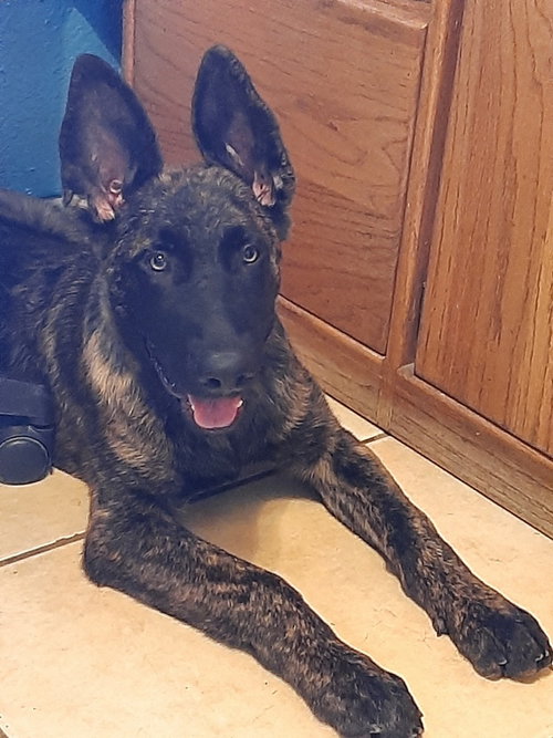 picture of the dog needing adoption