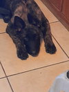 Sully Jr located in AR - Photo 2