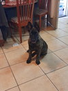 Sully Jr located in AR - Photo 3