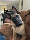 Ryker - Located in CO - Photo 1