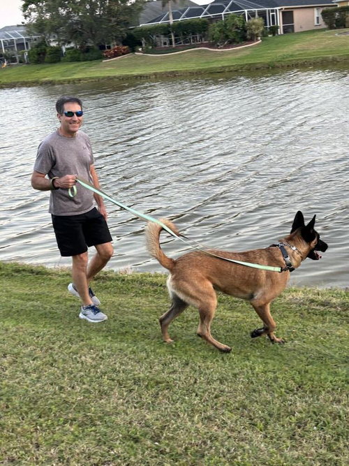 RYKER - LOCATED IN CO - Belgian Shepherd Malinois / German Shepherd Dog available for adoption