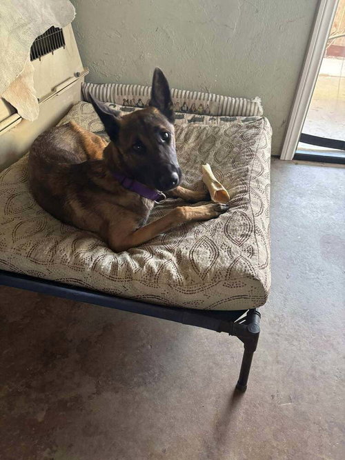 picture of the dog needing adoption