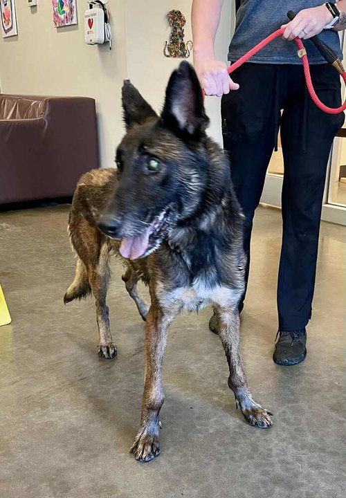 CHARLIE - LOCATED IN MN - Belgian Shepherd Malinois available for adoption