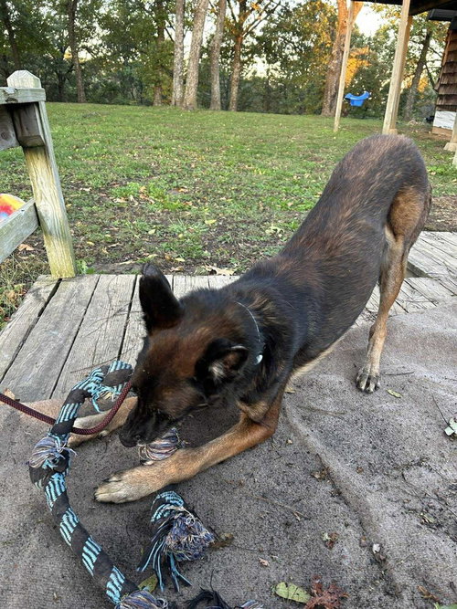 CHARLIE - LOCATED IN MN - Belgian Shepherd Malinois available for adoption