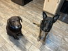 Charlie - Located in MN - Photo 4