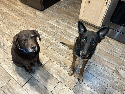 Charlie - Located in MN — thumbnail 4