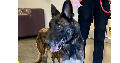 Charlie - Located in MN, an adoptable Belgian Shepherd Malinois in Imlay City, MI