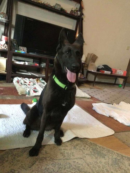 STORM (FKA STELLA) - LOCATED IN UT - Belgian Shepherd Malinois / German Shepherd Dog available for adoption