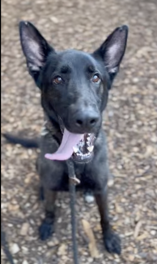RUGER, FKA PATTERSON - LOCATED IN GA - Belgian Shepherd Malinois available for adoption