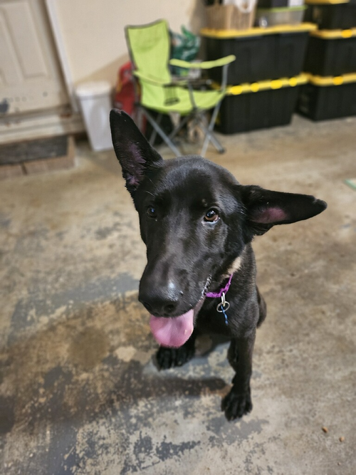 RUGER, FKA PATTERSON - LOCATED IN GA - Belgian Shepherd Malinois available for adoption