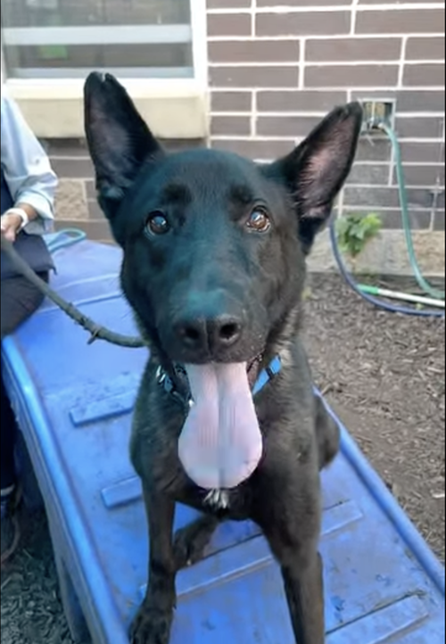 Ruger, fka Patterson - located in GA — thumbnail 7