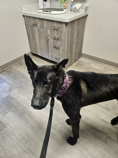 Ruger, fka Patterson - located in GA — thumbnail 8