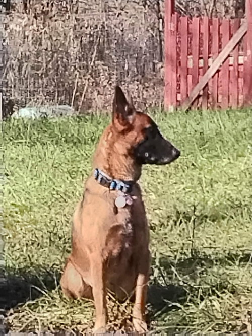 LILY LOCATED IN KANSAS - Belgian Shepherd Malinois available for adoption