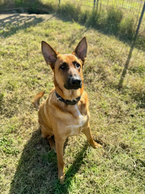 TONY - AVENGERS LITTER - LOCATED IN VA - German Shepherd Dog / Belgian Shepherd Malinois available for adoption