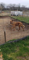 Tony - Avengers litter - Located in VA - Photo 2