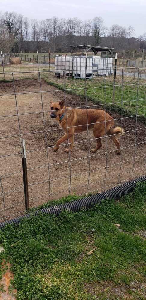 TONY - AVENGERS LITTER - LOCATED IN VA - German Shepherd Dog / Belgian Shepherd Malinois available for adoption