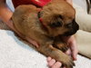 Tony - Avengers litter - Located in VA - Photo 3