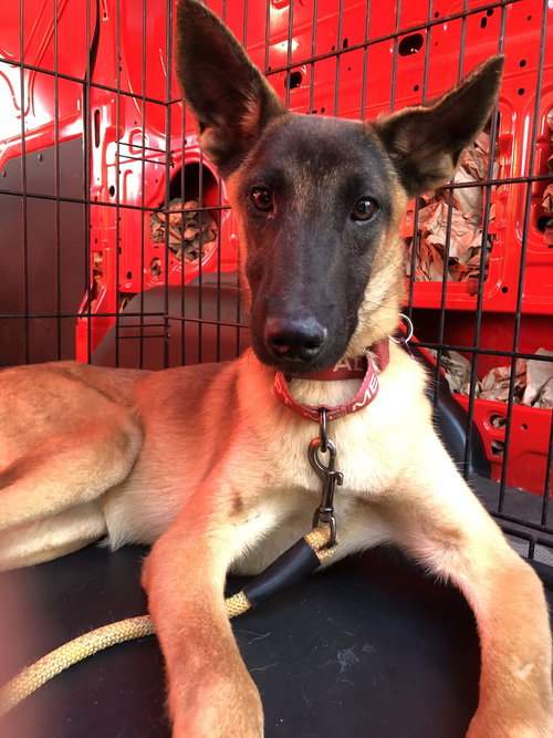 HOBBES - LOCATED IN GA - Belgian Shepherd Malinois available for adoption