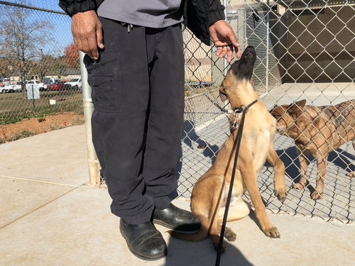 HOBBES - LOCATED IN GA - Belgian Shepherd Malinois available for adoption