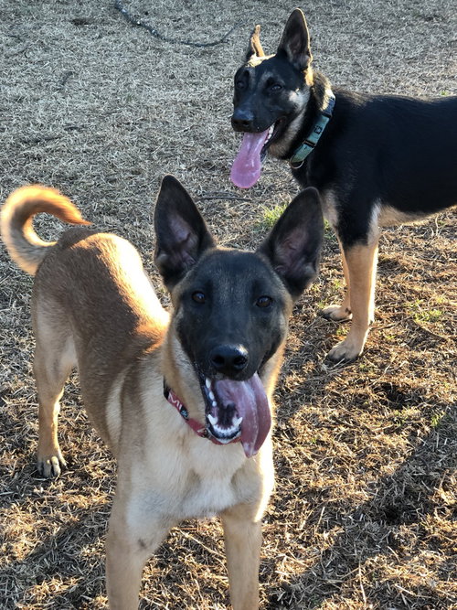 HOBBES - LOCATED IN GA - Belgian Shepherd Malinois available for adoption