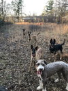 Hobbes - Located in GA - Photo 4