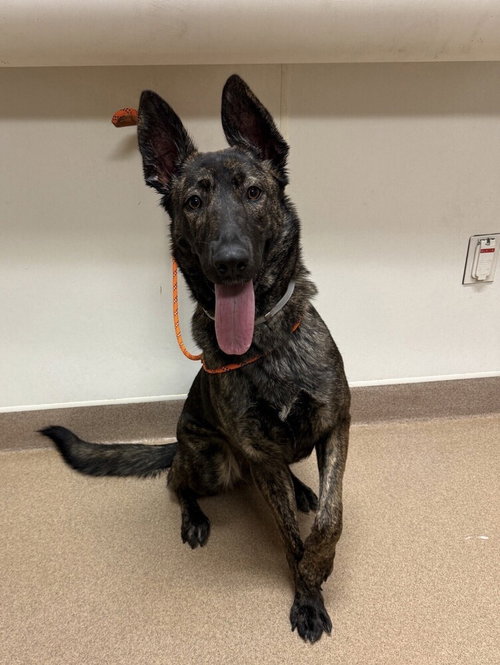 JERSEY - LOCATED IN CA - Dutch Shepherd available for adoption
