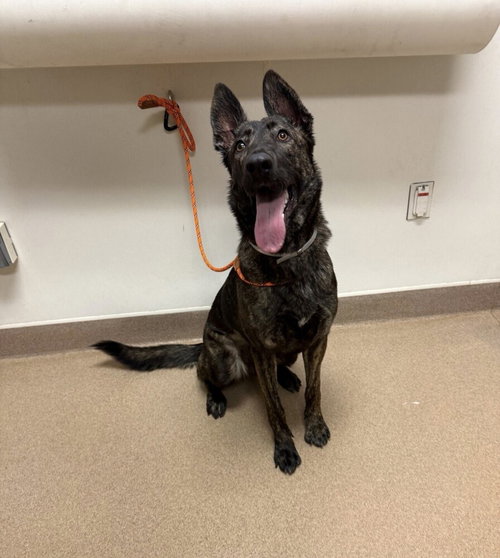 JERSEY - LOCATED IN CA - Dutch Shepherd available for adoption