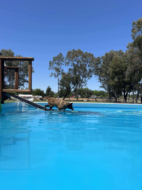 KONA, FKA MONA LISA, FKA KONA - LOCATED IN NM - Belgian Shepherd Malinois available for adoption