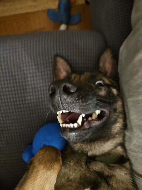MAVERICK - LOCATED IN SD - Belgian Shepherd Malinois available for adoption