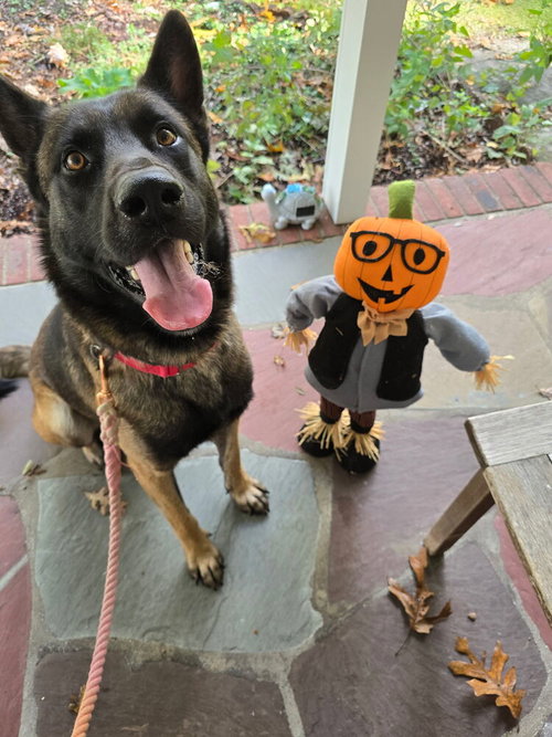 NIKO LOCATED IN NY - Belgian Shepherd Malinois / German Shepherd Dog available for adoption