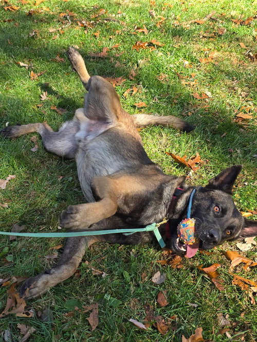 NIKO LOCATED IN NY - Belgian Shepherd Malinois / German Shepherd Dog available for adoption