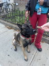 Niko located in NY - Photo 3