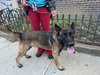Niko located in NY - Photo 4