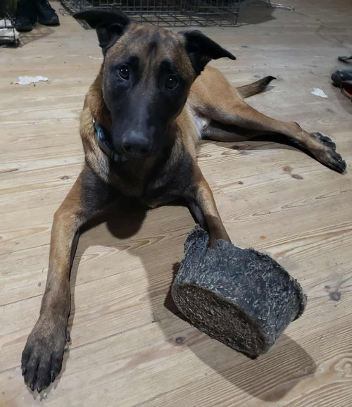 picture of the dog needing adoption