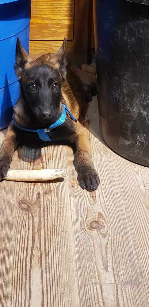 VINO- LOCATED IN VIRGINIA - Belgian Shepherd Malinois available for adoption