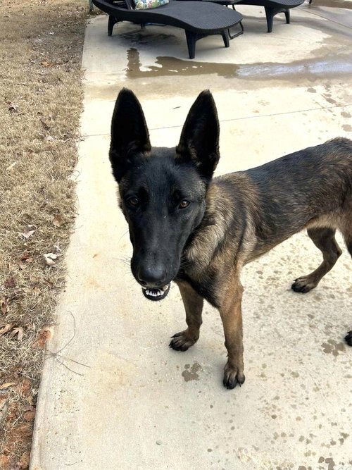 picture of the dog needing adoption