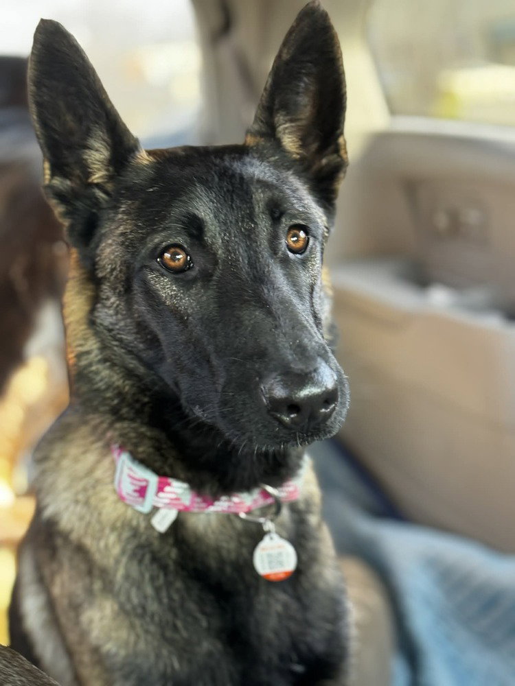 Nova - Located in VA Image