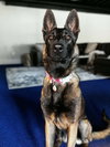Nova - Located in VA - Photo 3