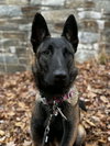 Nova - Located in VA - Photo 1