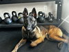 Nova - Located in VA - Photo 4