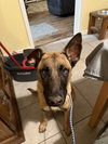 Jaxson - Located in GA - Photo 1