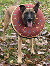 Jaxson - Located in GA - Photo 2